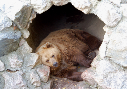 Like a bear waking up from winter, I'm expelling the pinecones, hair and bark I swallowed to stop me up while I was working on that novel, and submitting again. Pleasant, no?
