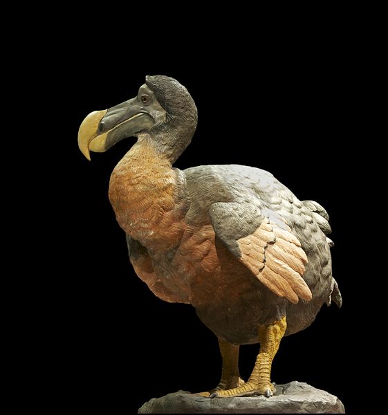 The Dodo: another thing I want but can't have. 