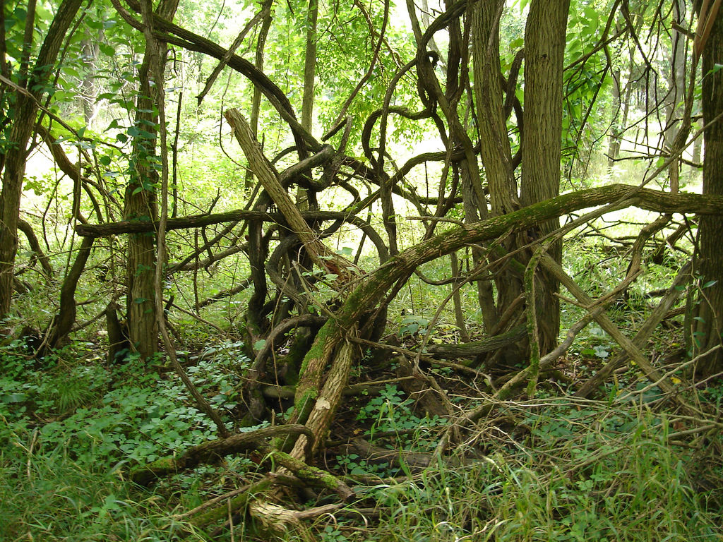 You can find me deep in the thicket.