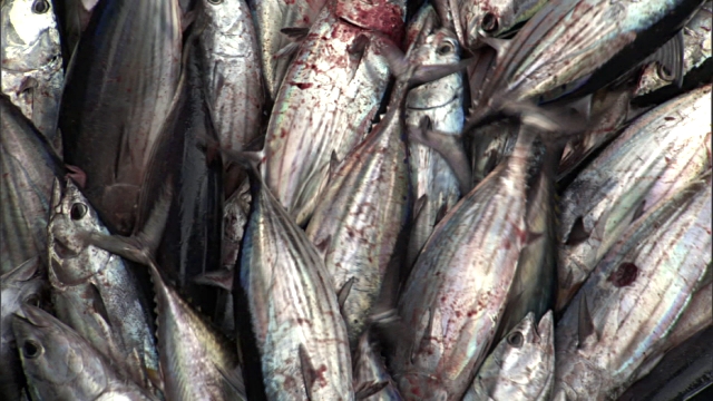 Silver tuna. 