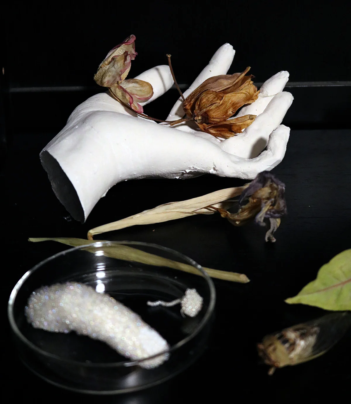 Studio Still Life, specimens and works in progress