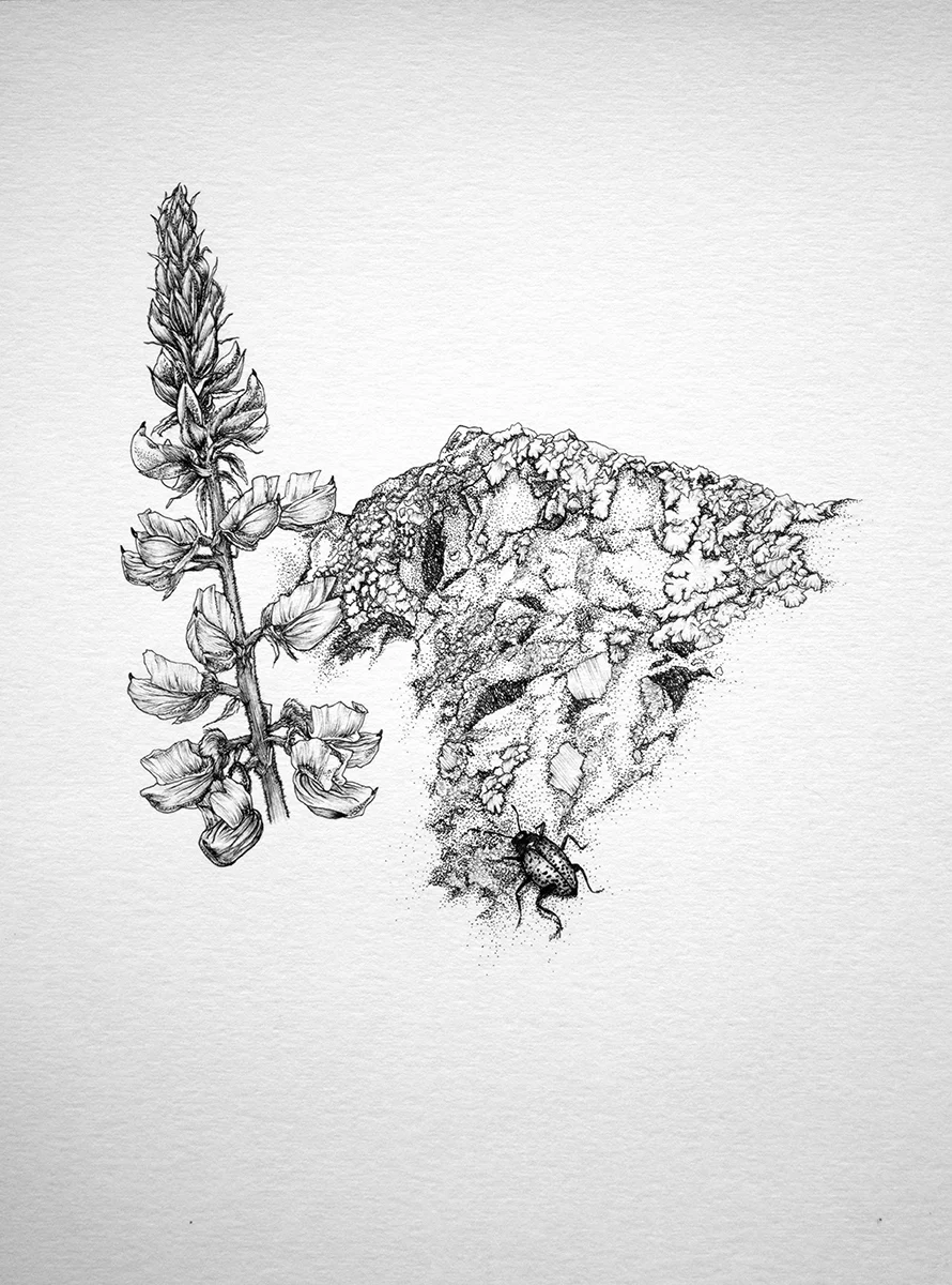 Animal, Vegetable, Mineral: Chautauqua