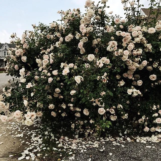 Sry to my Snapchat followers who are tired of seeing the New Dawn roses in my front yard. I planted them about 4 years ago and since then I've purchased and killed many many plants 🙊 These guys give me hope every spring and summer (and a touch in th
