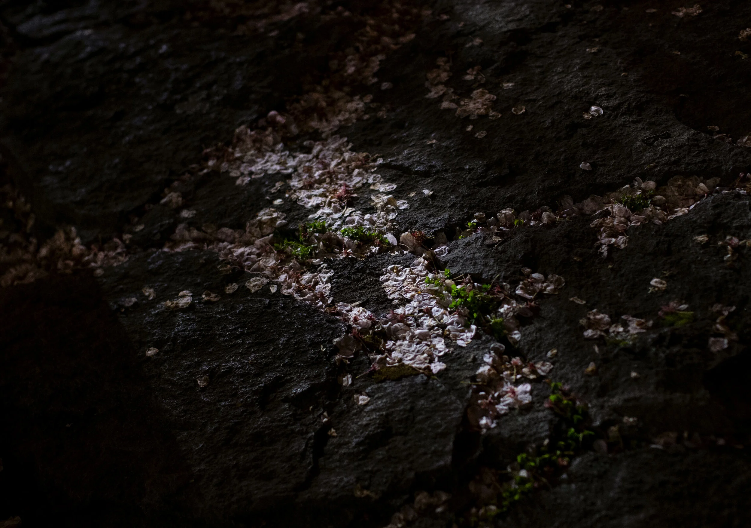 Coronavirus dusk in Portland4862.JPG