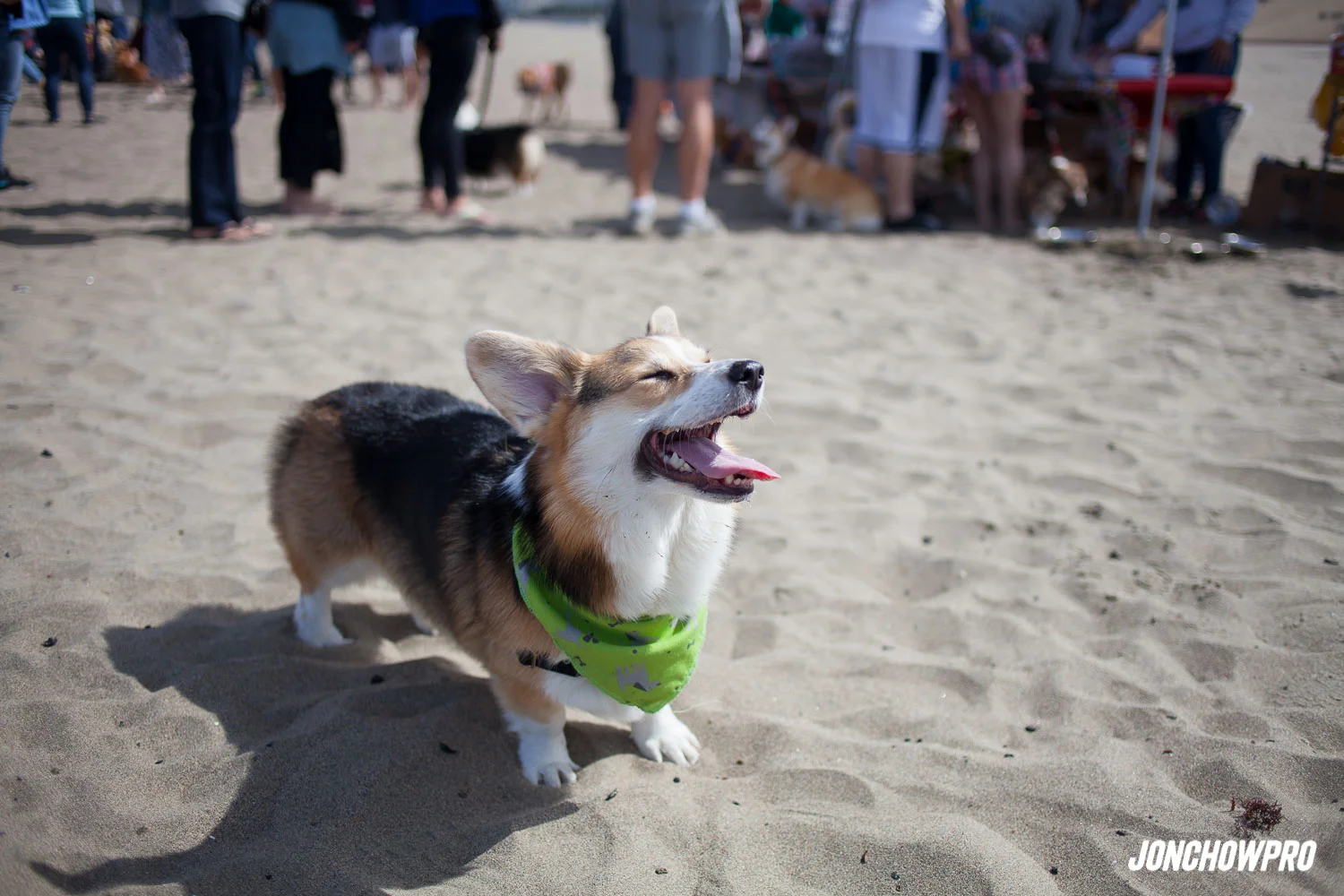 NorCal Corgi Con 2015