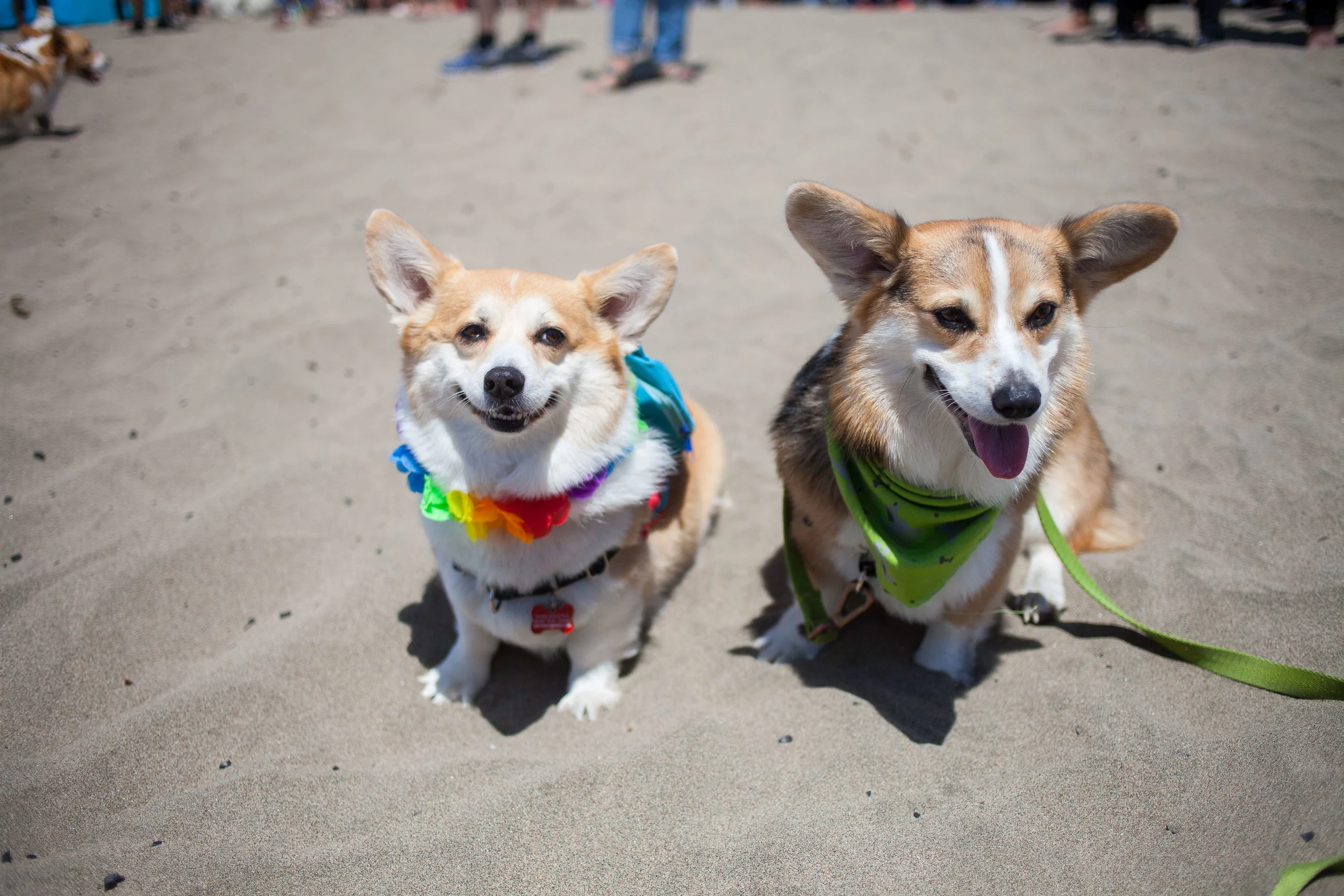 VIDEO / NorCal Corgi Con