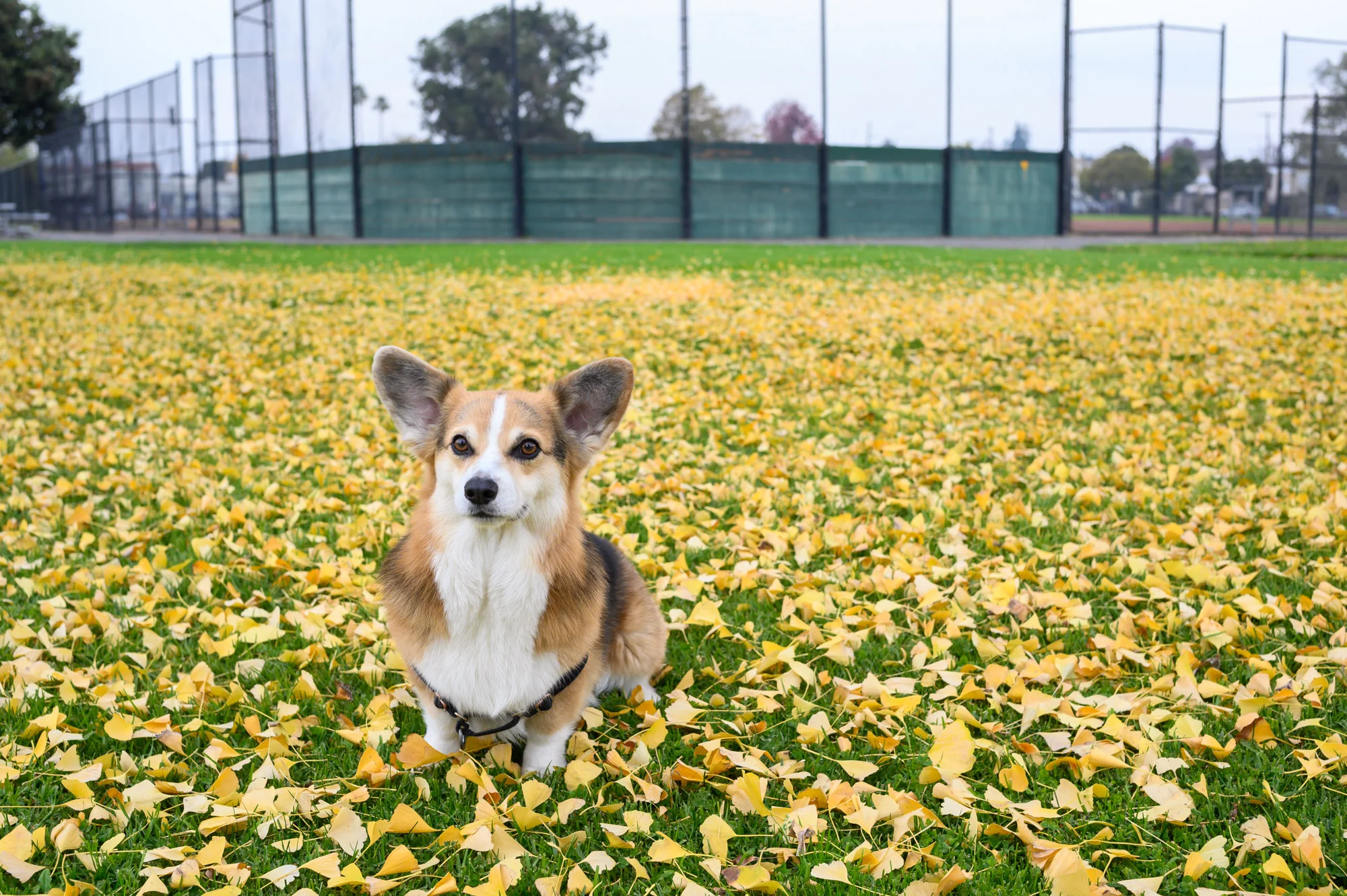 Day at the Park(er)