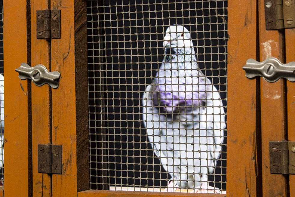 PigeonFeed2016DetailA.jpg