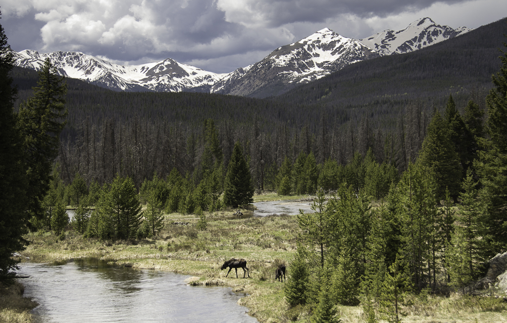 RMNPJune-14 copy.jpg