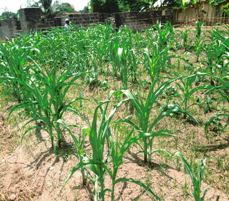 Crops.png