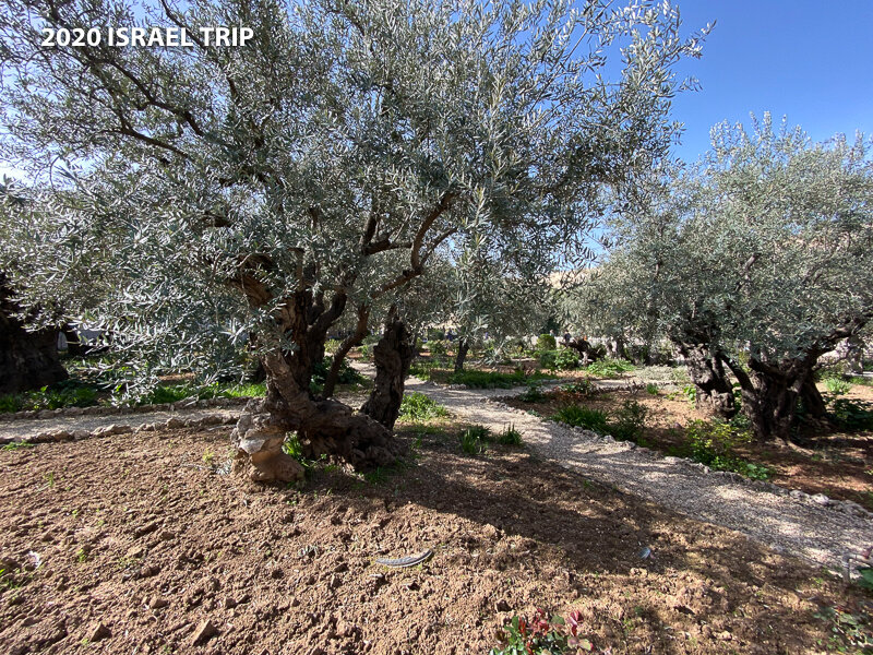 The Garden of Gethsemane