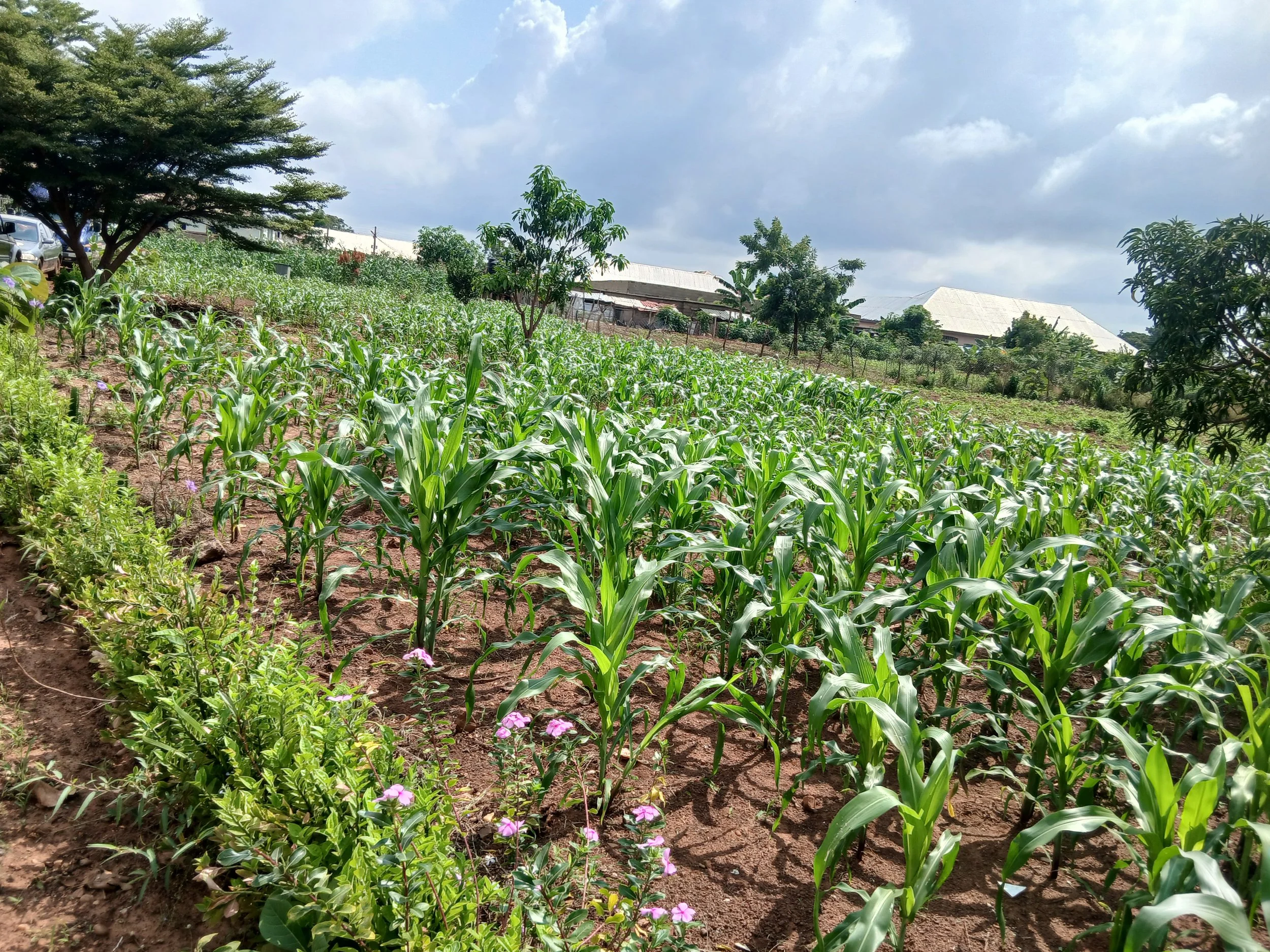 SCHOOL GARDEN.jpg