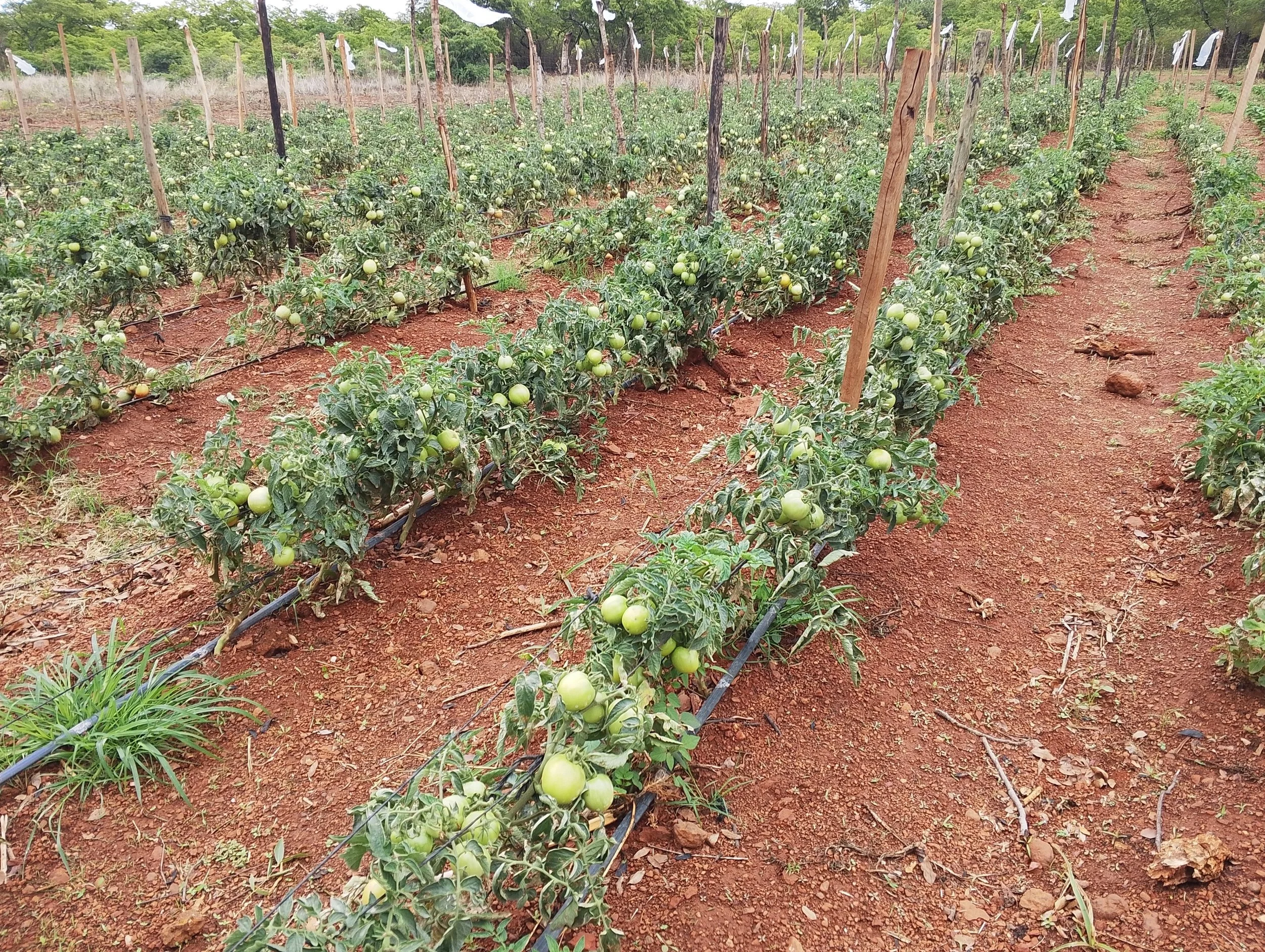 Tomato crop.jpg