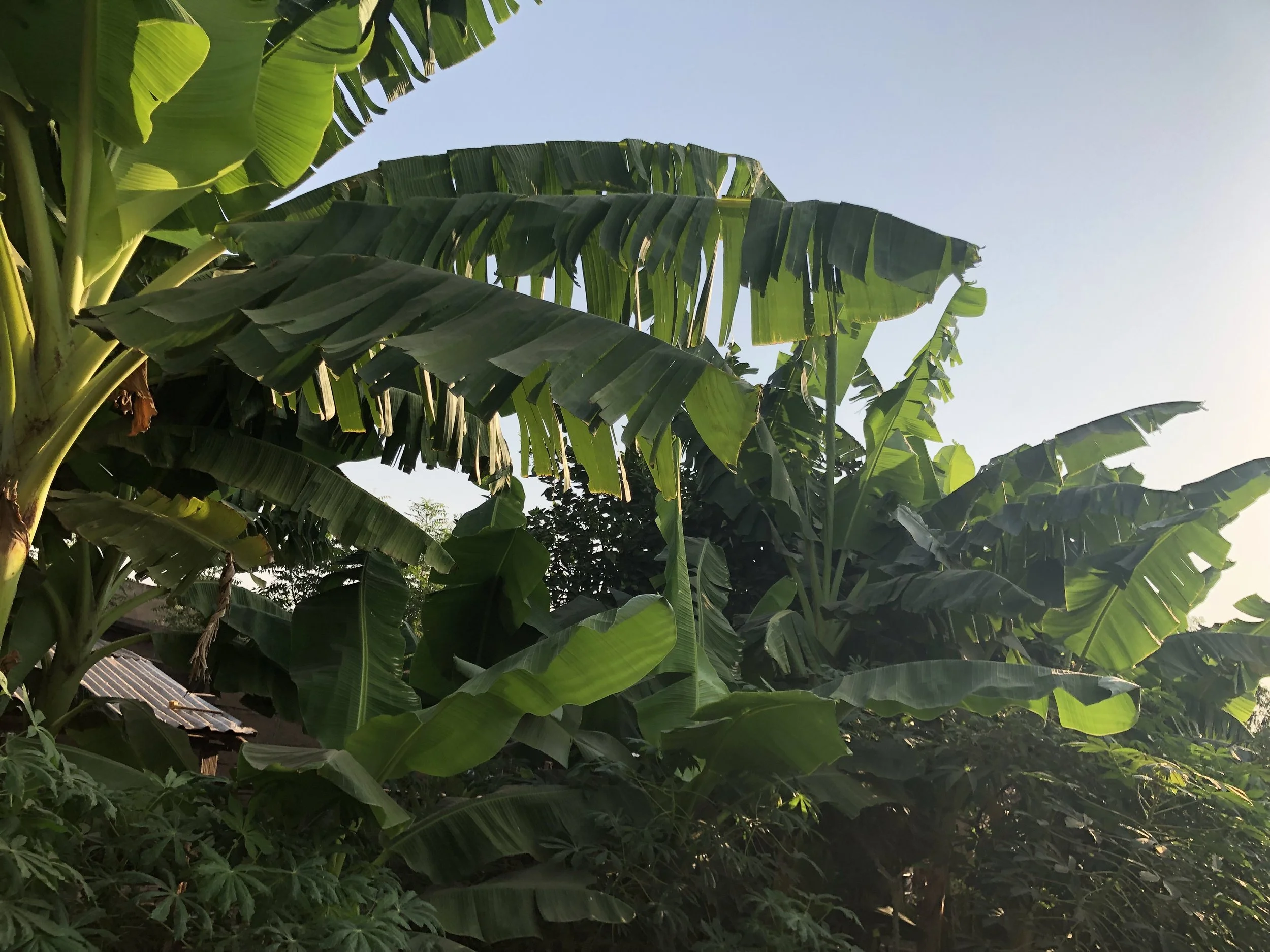 SCHOOL GARDEN (2).JPG