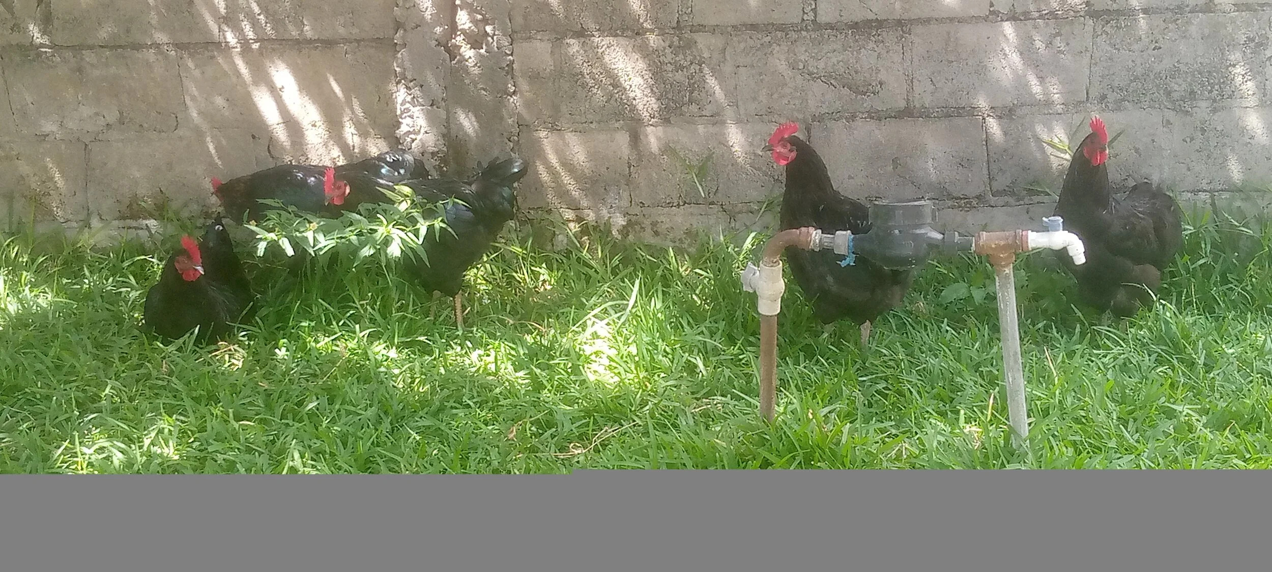 Some of the birds disposed.jpg
