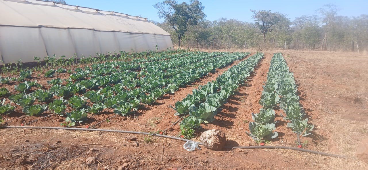 GARDEN 3.jpg