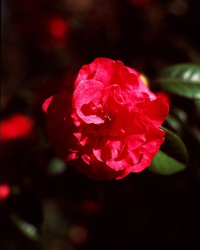 Crimson rose #fujivelvia #photography #nikonfe2