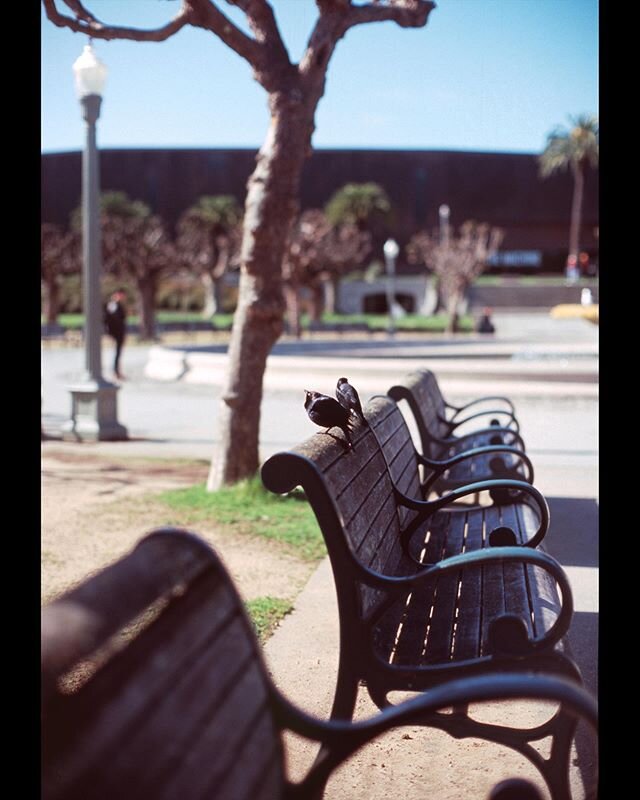 Just some birds on a bench #goldengatepark #fujivelvia #photography