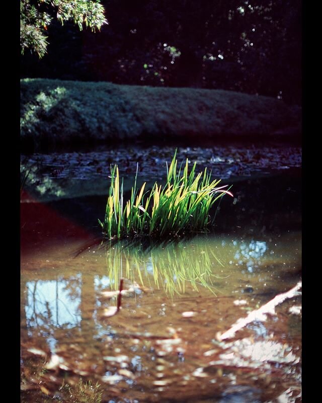 Some leaves in #goldengatepark #fujivelvia #fujifolm #shotonfilm #filmphotography