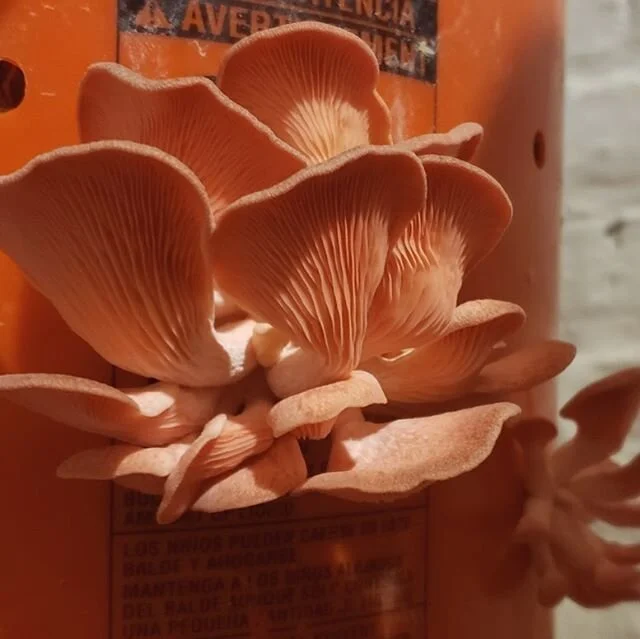 Mycology #pinkoystermushrooms