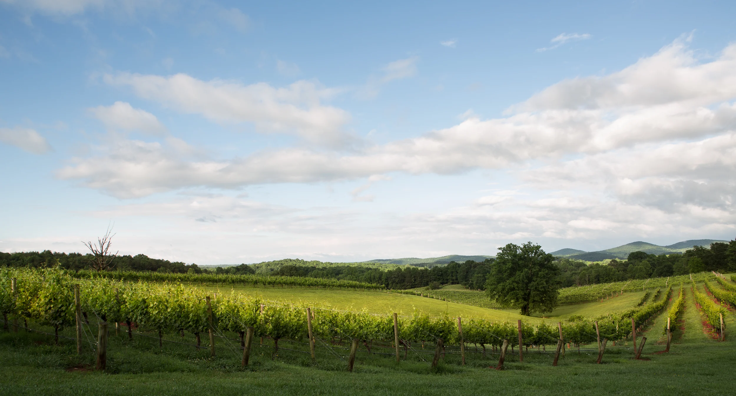 Vineyard in the Morning.jpg