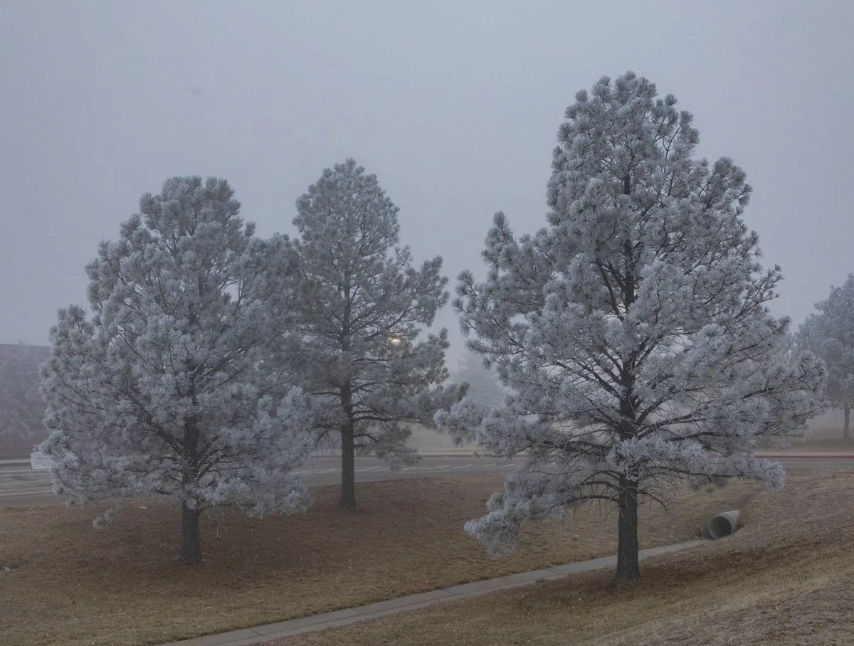 Frosted Trees