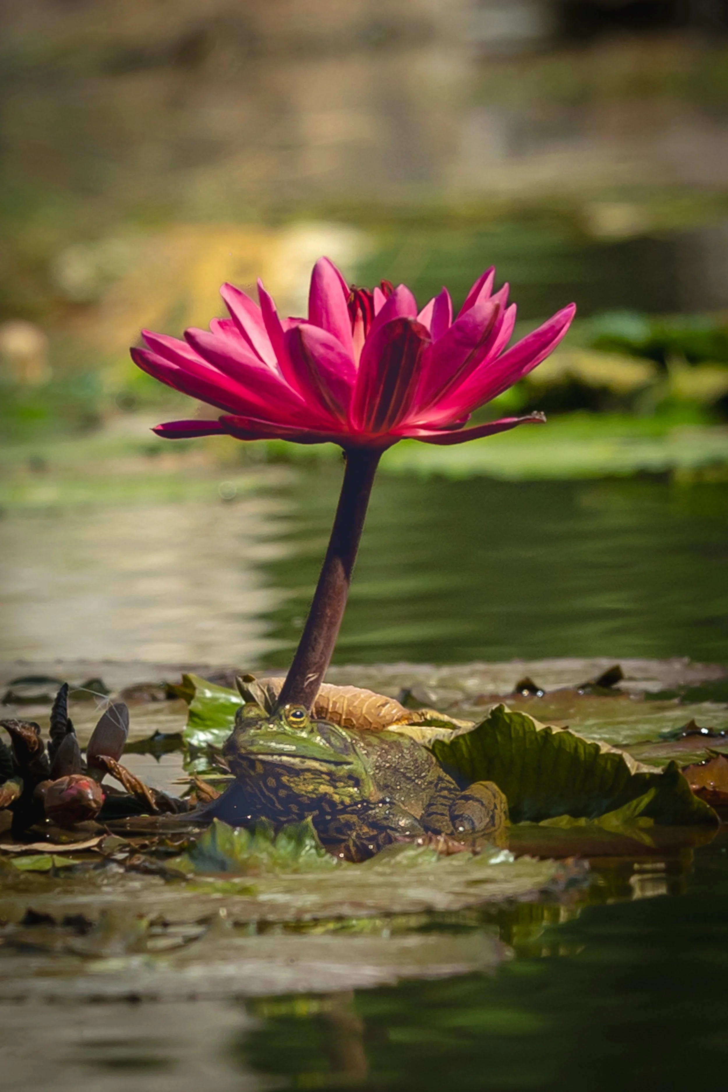 Under the Pink Umbrella.jpg