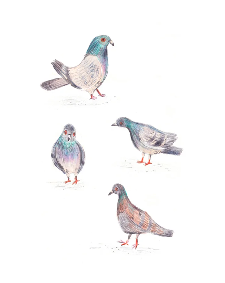 ©eviebarrow_pigeon_01.jpg