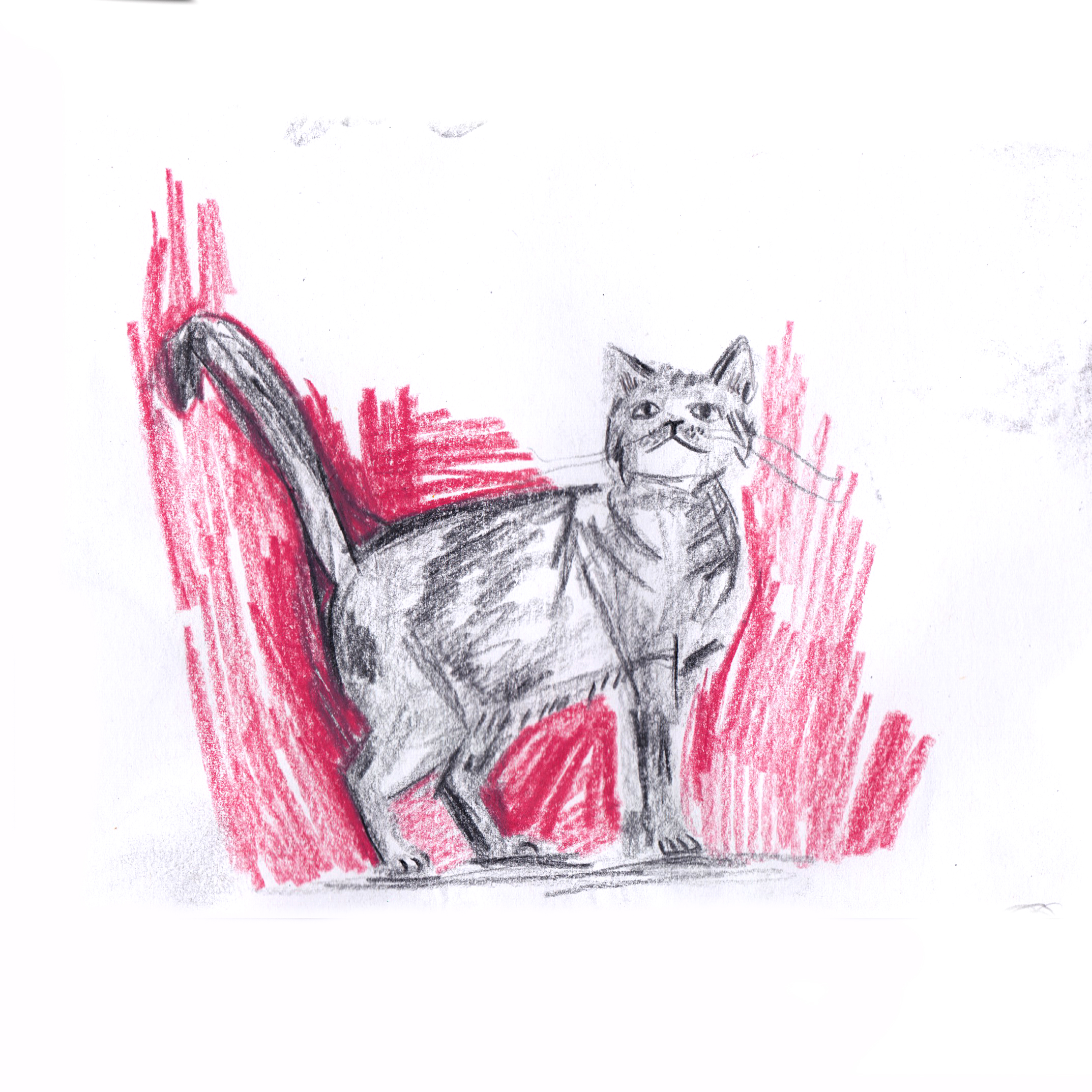 ©eviebarrow_cat.jpeg