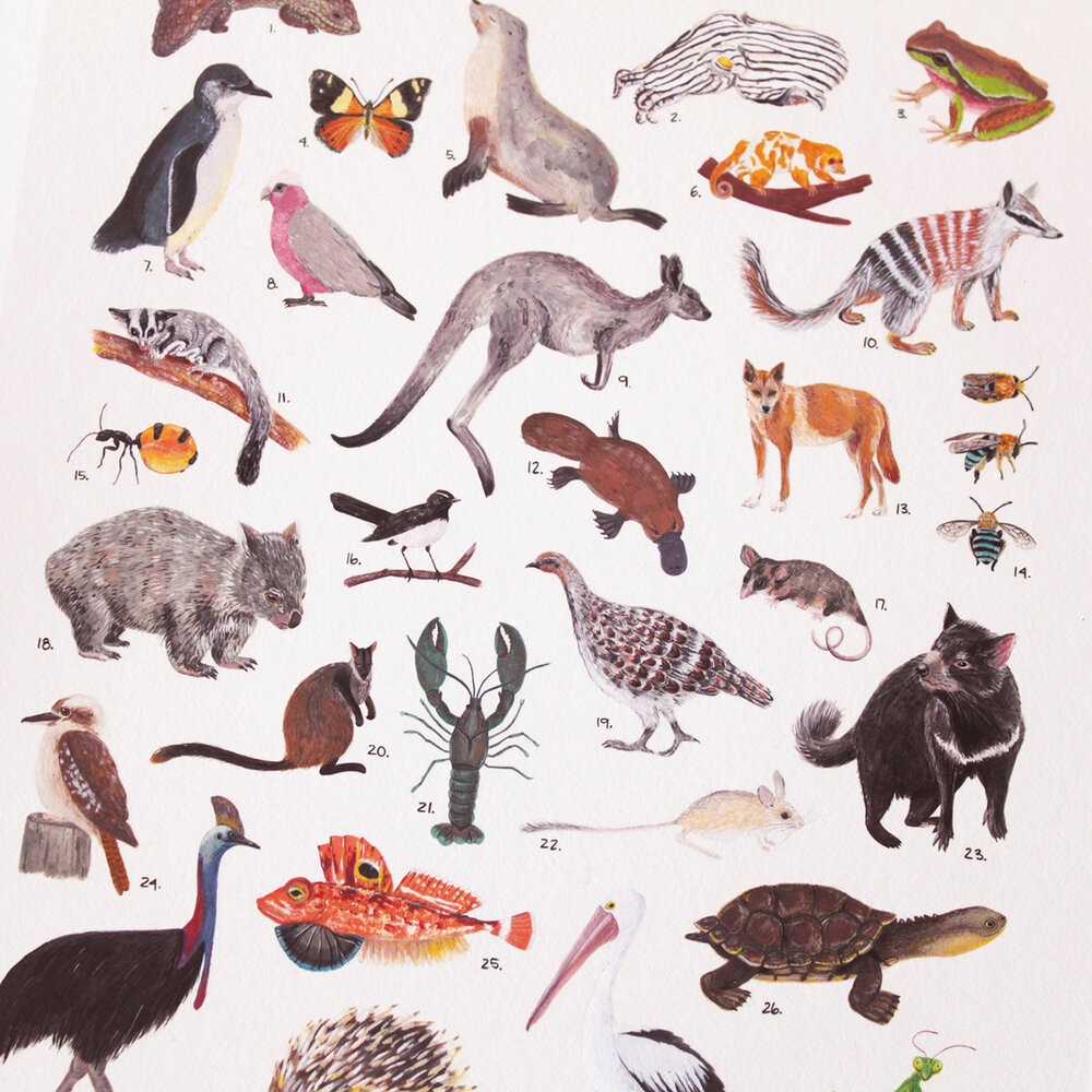 30 Australian Animals - Art Print — Evie Barrow