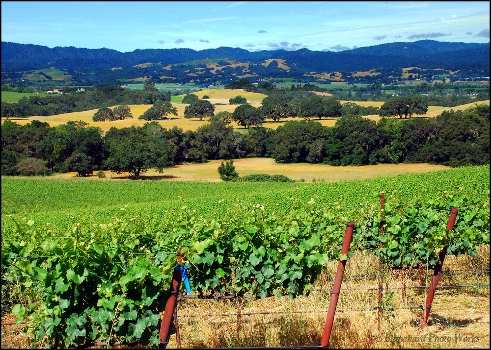 blanchard family wines.jpeg