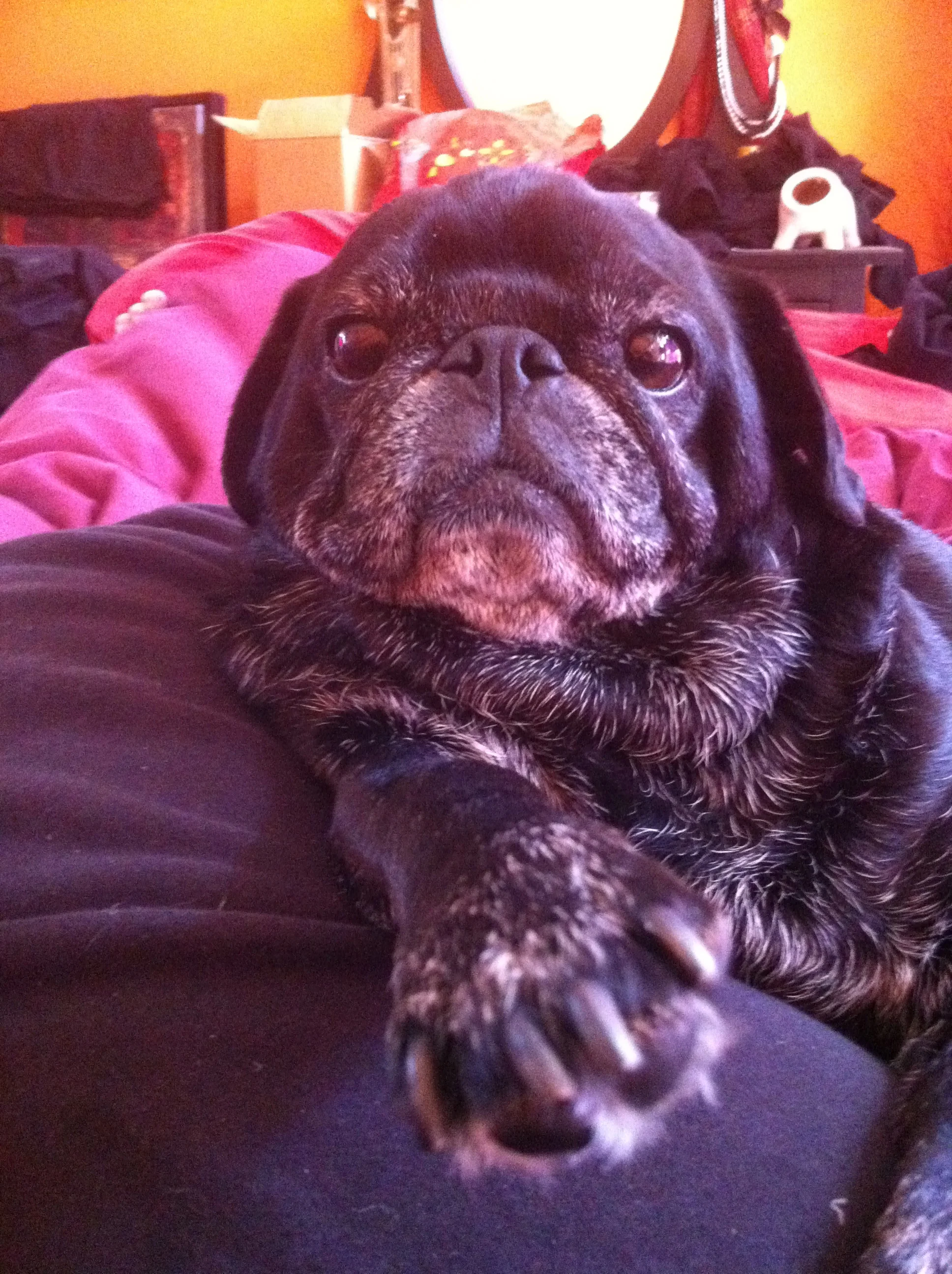 Our amazing boy, Hummus, passed away March 2014. Rest in Peace sweet dude, we will love you forever.