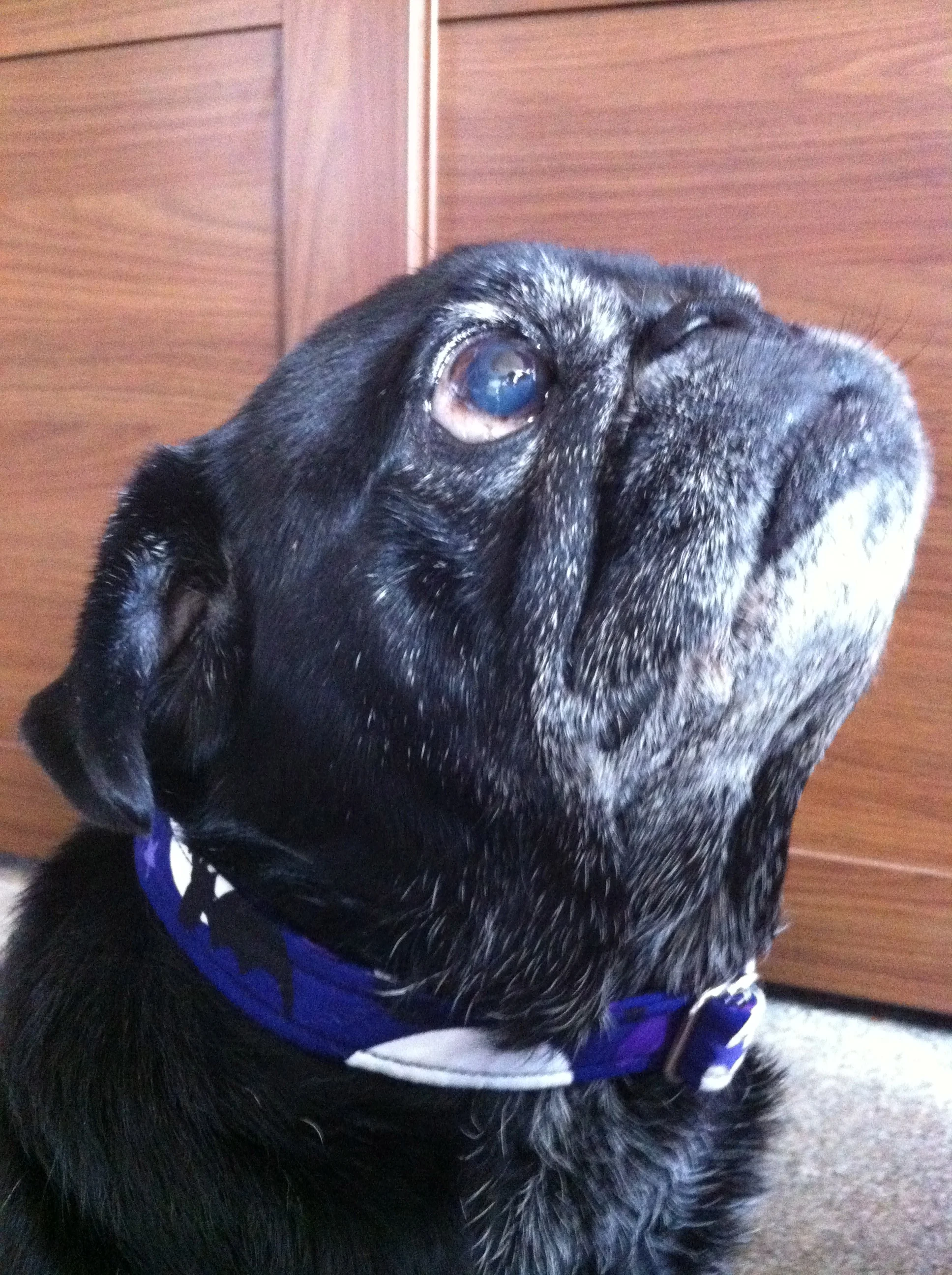Hummus striving for cookies in a Bats collar
