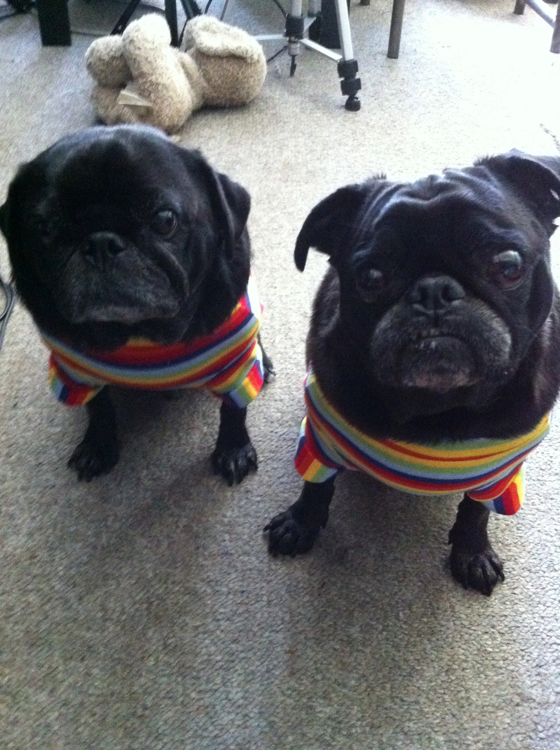 Hummus and Miso in their Pride t-shirts :)