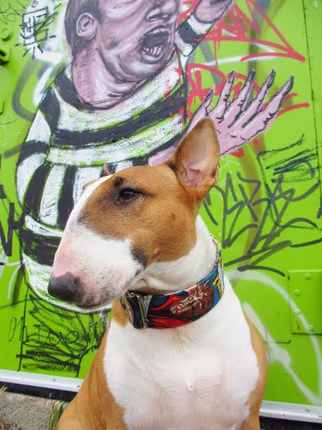 Roan is modelling our Werewolf & The Mummy collar, 2" wide
