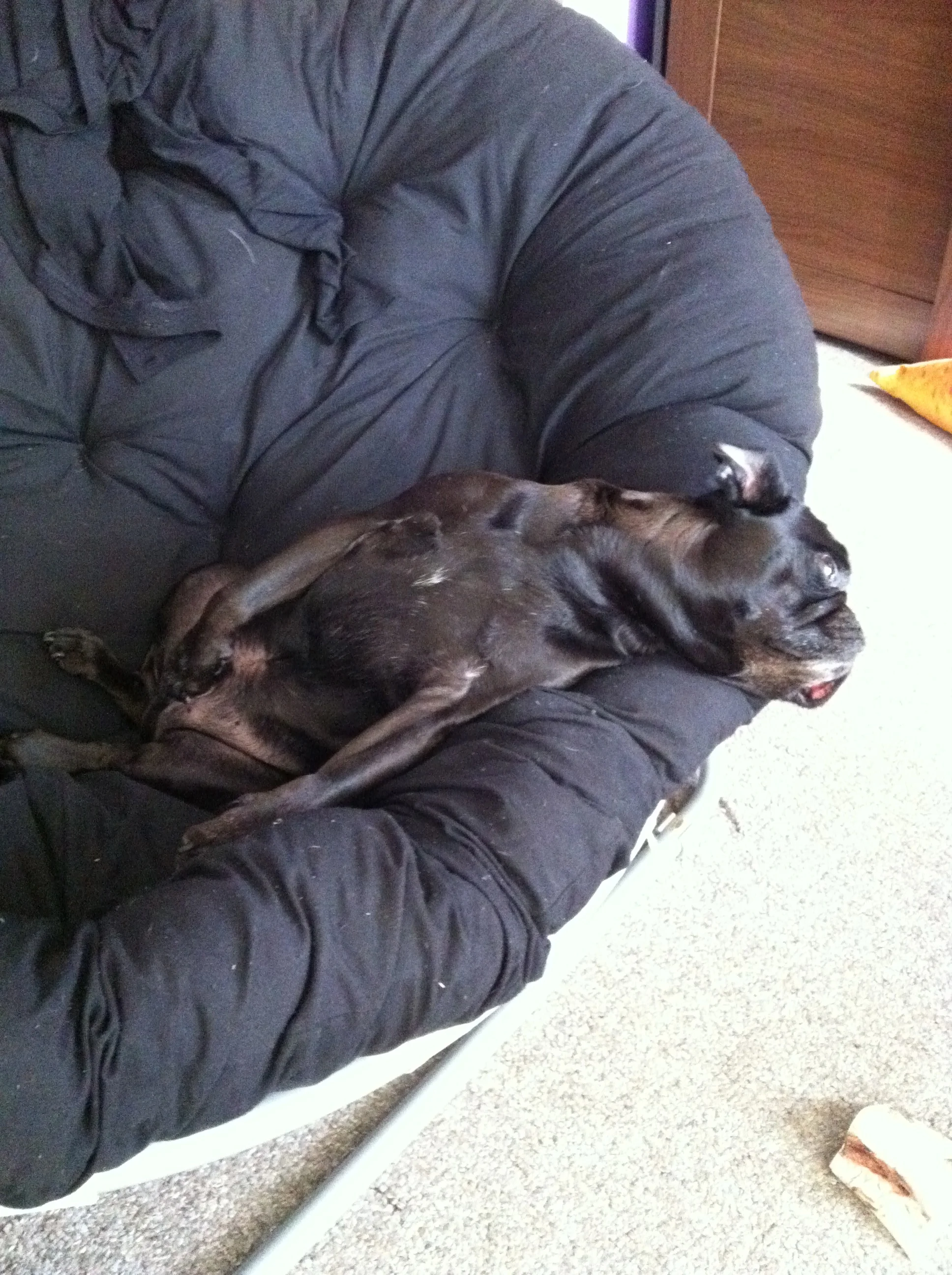 This is me on my bowl chair, where I do my most inspired thinking. Being upside down really helps. Don't judge my process.