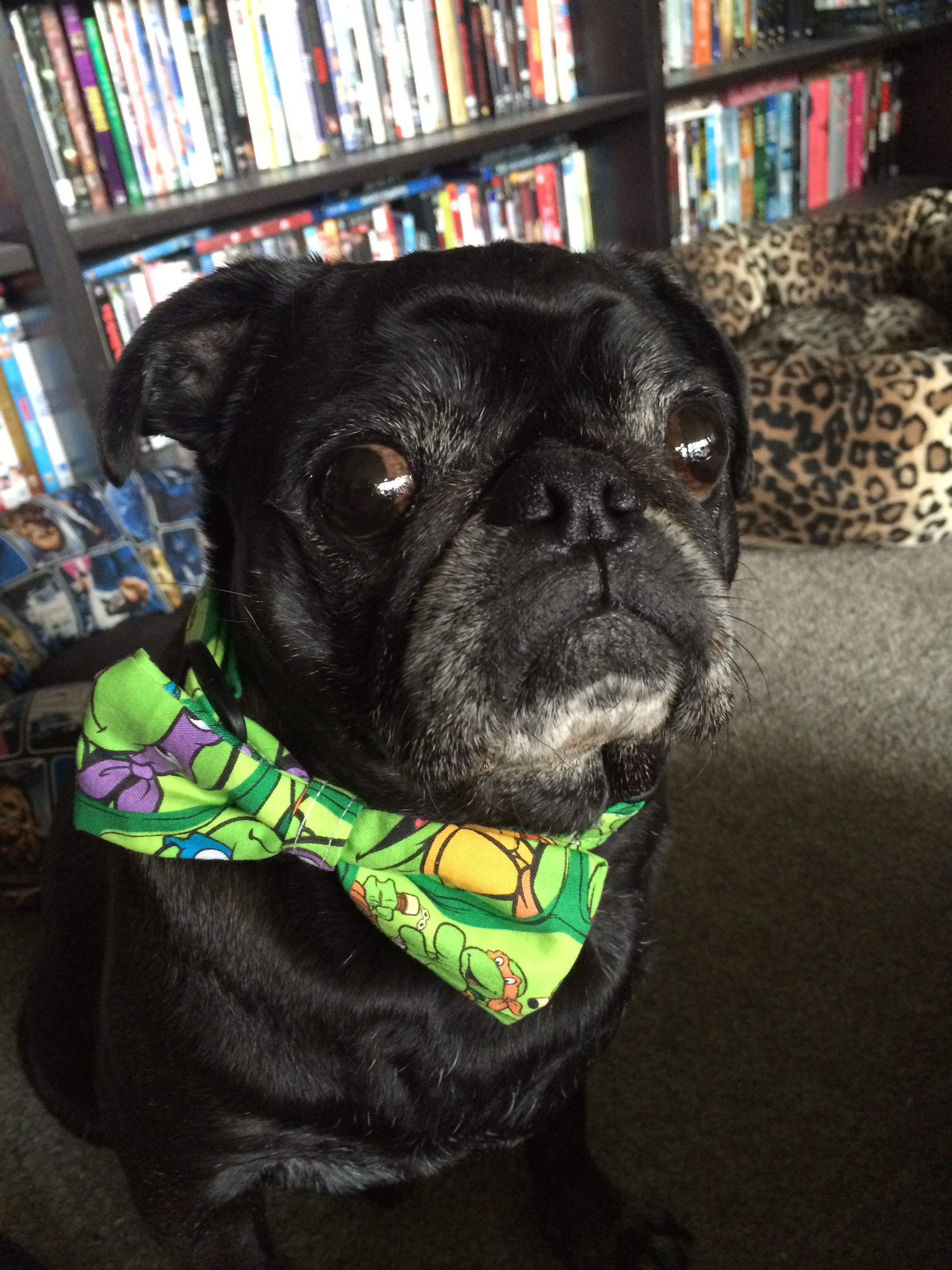 TMNT bowtie, a must for every geeky dog!