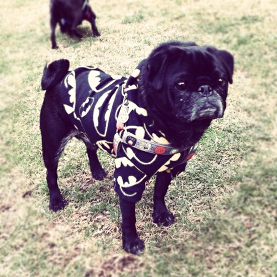 My brother, Hummus, last season in his Batman polar fleece hoodie. 