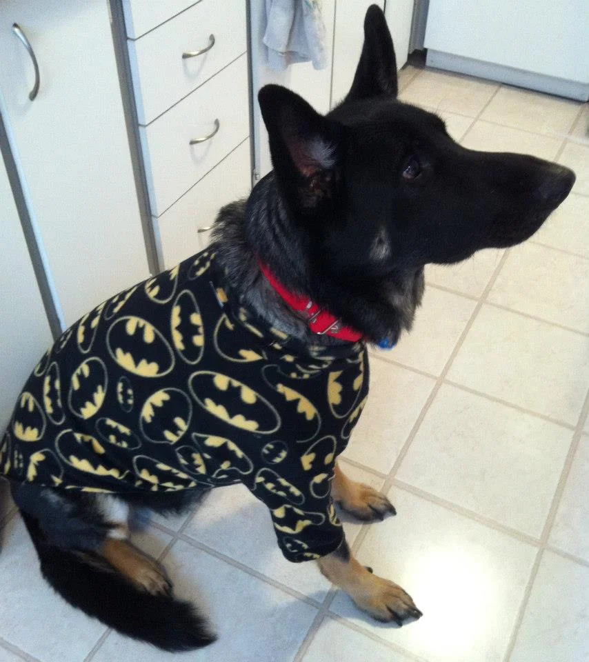 Yes, Mum makes hoodies for big dogs too, not just for dapper black pugs with dreams of World Domination!