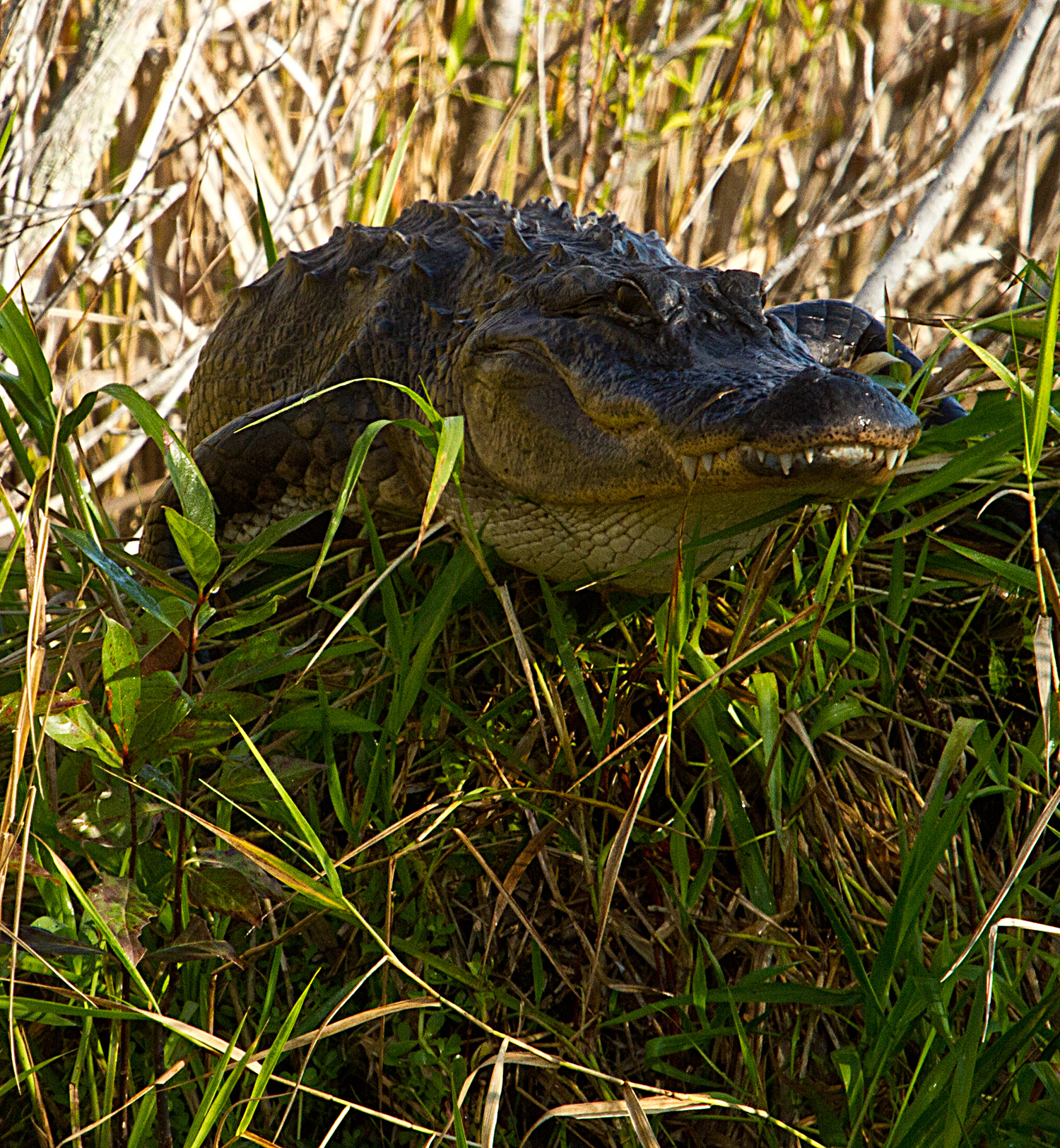 Gator