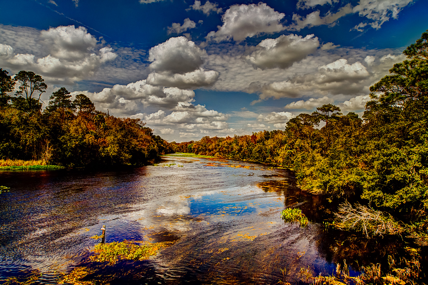 Ocala National Forest