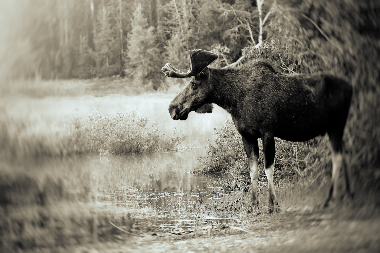 Moose in Black and White