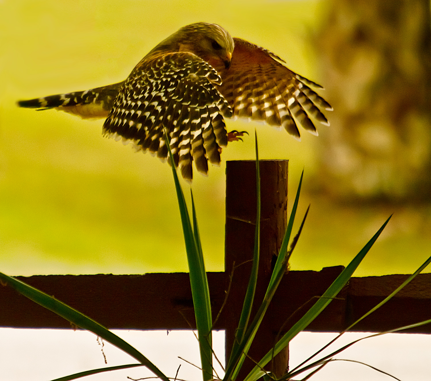 Red Shouldered Hawk