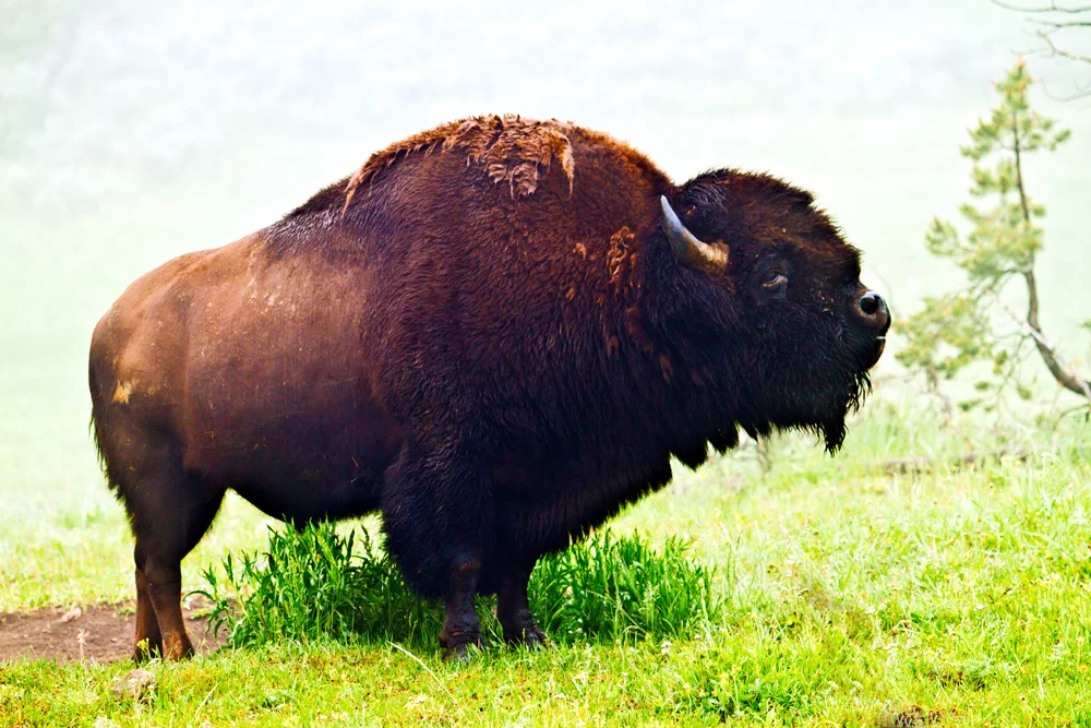 Buffalo near Canyon in Yellowstone