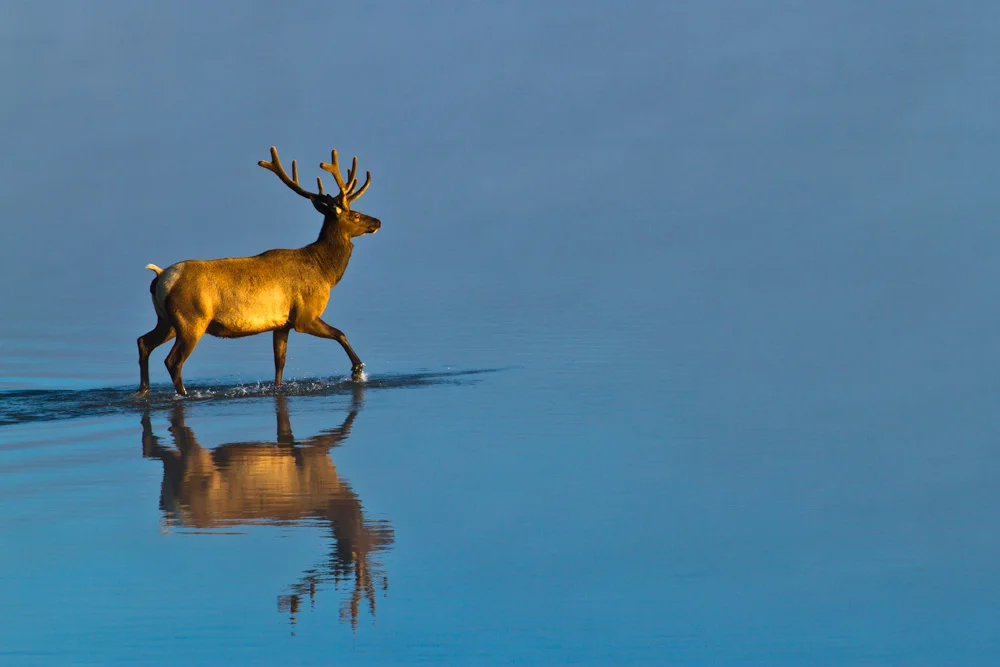 Elk in the floodplain of the Yellowstone River