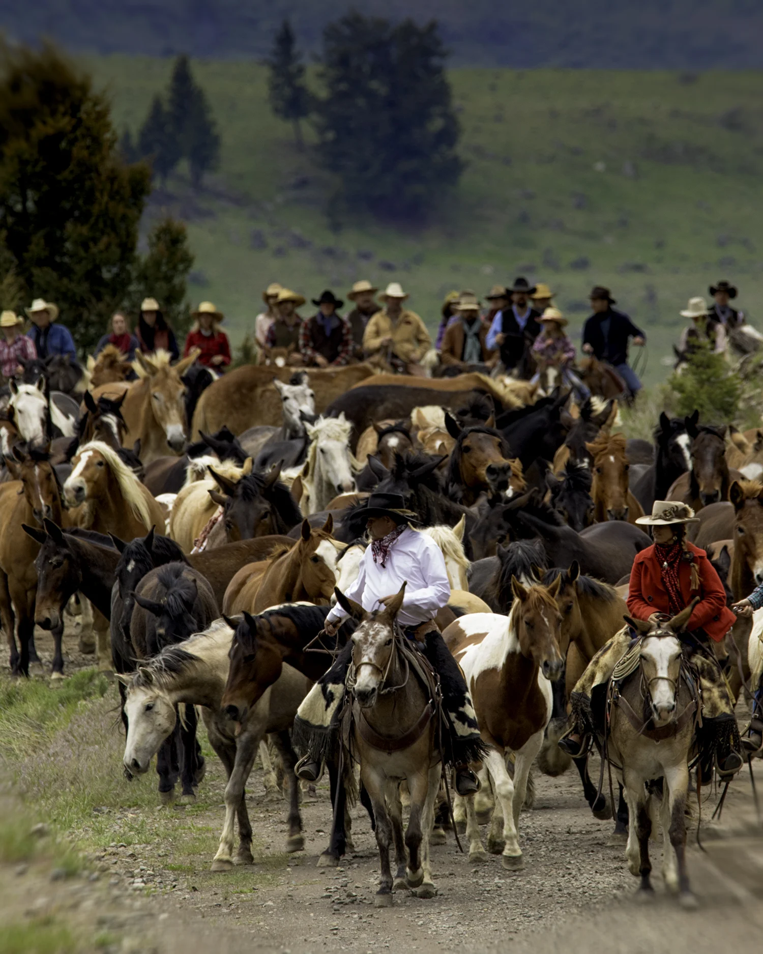 Hells-a-roring horse drive between Gardiner and Jardine