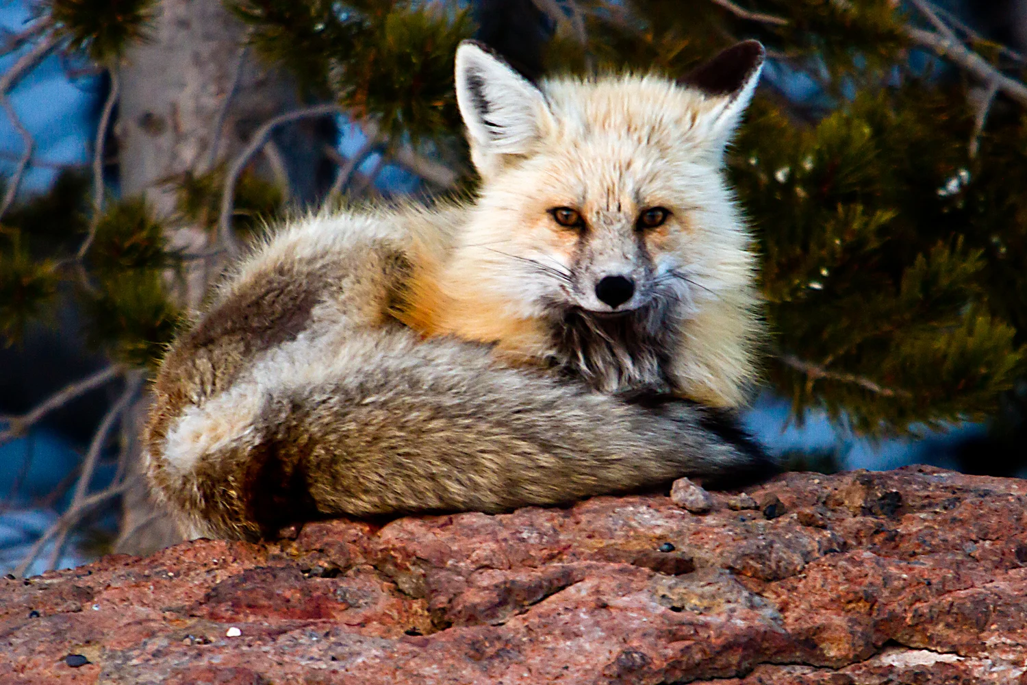 Fox Between Mammoth and Norris