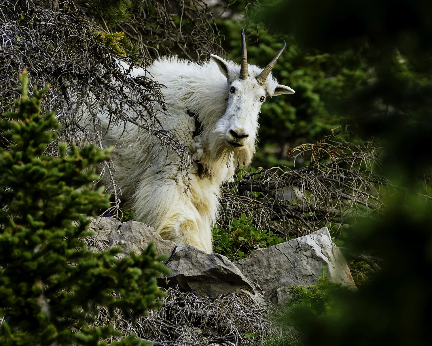 mgoat6-sm.jpg