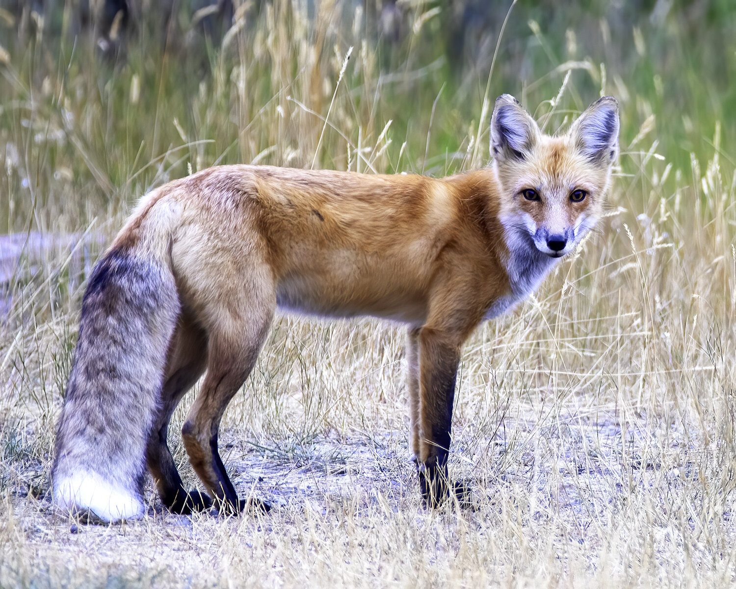 Yellowstone Fox