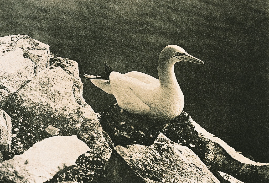 Why I'm a Meditation Teacher